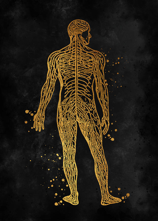 1-watercolor-nervous-system-watercolor-print-circulatory-system-human-veins-brain-anatomy-medicine-art-morein-mahoney