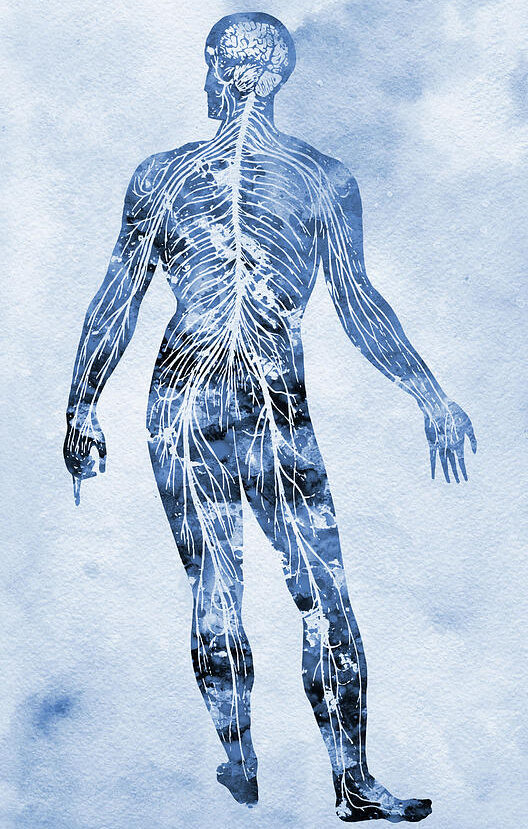Nervous System Regulation Somatic Therapy Dreamwork